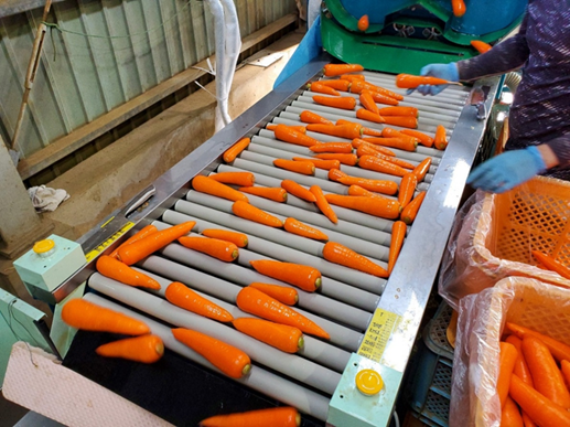 幅広選別コンベア（６００幅）ＦＣ６００Ａ型